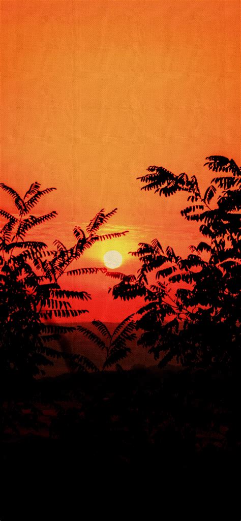 Free download iPhone sunset canvas wallpapers [1893x4096] for your Desktop, Mobile & Tablet ...
