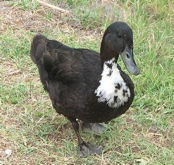 Birds of Lake Elizabeth: Ducks | Ducklings raising, Duck photo, Duck