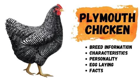 Plymouth Rock Chicken - Egg Laying, Qualities, Temperament, Information