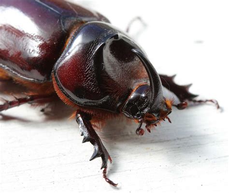 Rhinoceros Beetle Life Cycle