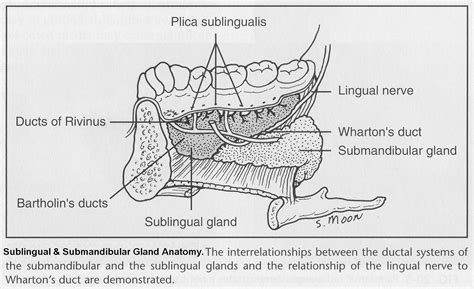 Submandibular Gland Duct Anatomy