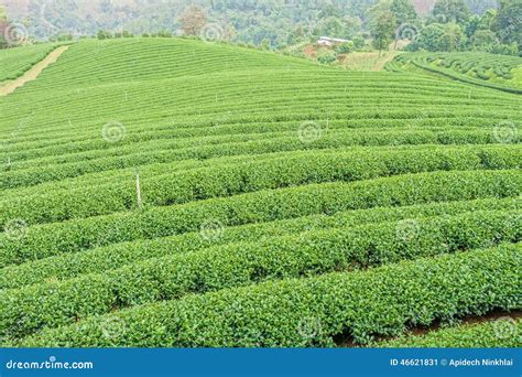 The Herb Tea Plant Or Camellia Sinensis Field Stock Photo - Image: 46621831