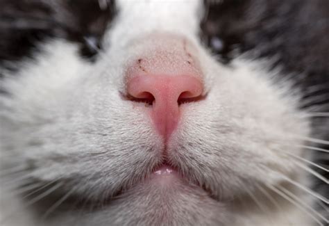 Nasal Tumours in Cats | Learn About Symptoms, Causes, Stages ...