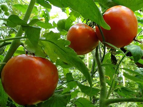 How to Ripen Tomatoes on the Vine - Gardening Channel