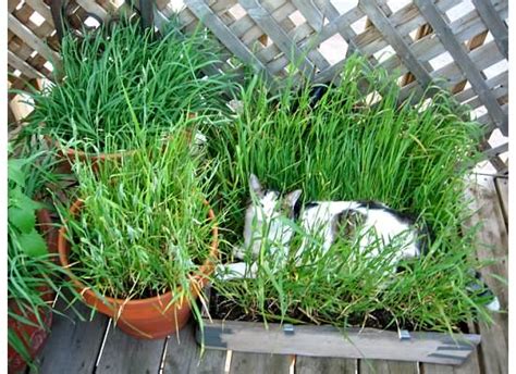 DIY Cat Grass Box - petdiys.com