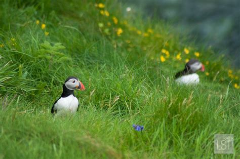 Puffins in Scotland: our favourite puffin pictures from Staffa Island ...