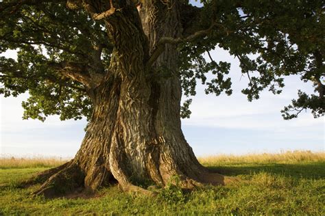 Zeus Symbol Oak Tree