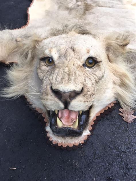 Vintage Male African Lion Skin Rug Taxidermy