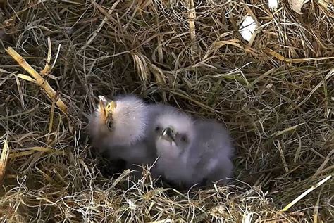 TIL That Bald Eagle chicks develop a special egg tooth to help ...