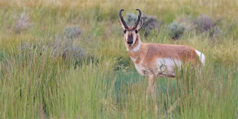 Yellowstone National Park Wildlife | Yellowstone Safari Company