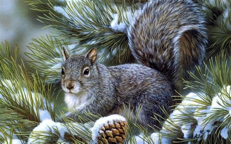 Beautiful squirrel in the tree full of snow