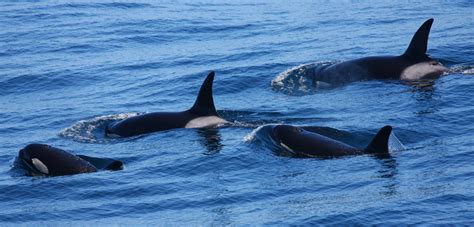 Unlocking the Mysteries of the Outer Coast Killer Whales | LaptrinhX / News