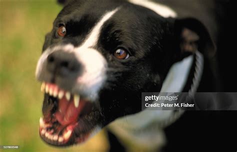 Snarling Dog High-Res Stock Photo - Getty Images