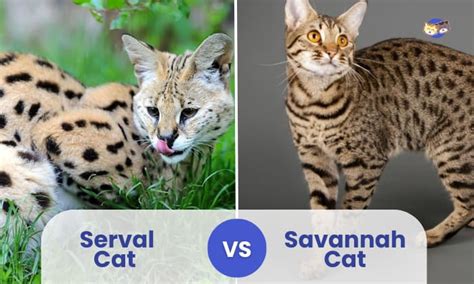 Serval Vs Savannah Cat: Similarities And Differences, 60% OFF