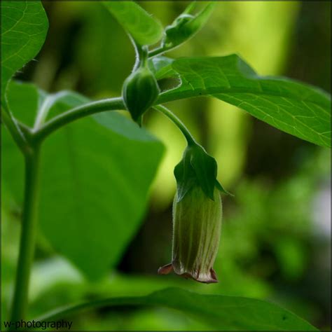 Deadly Nightshade Flower by w-photography on deviantART