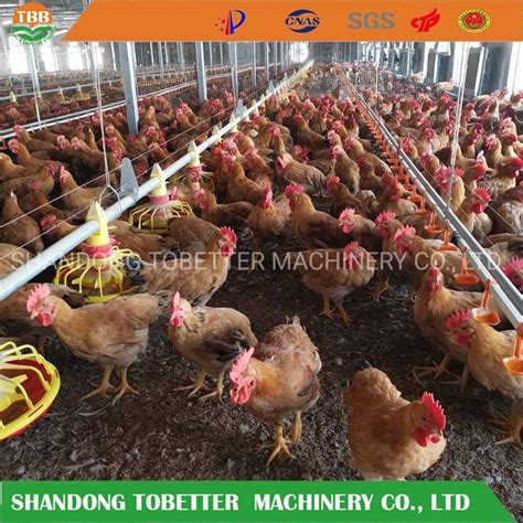 Poultry Equipment China Poultry Control House Farming Equipment ...