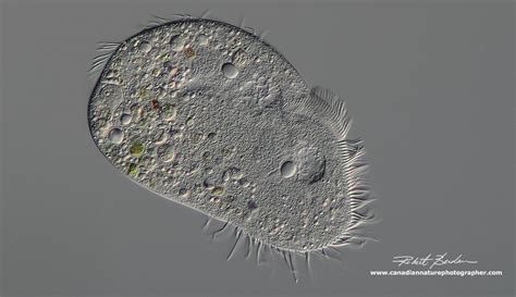 Photographing Ciliates - The Canadian Nature Photographer