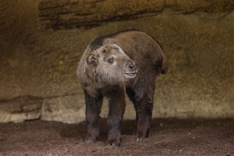 Golden Takin Born at San Diego Zoo – NBC 7 San Diego