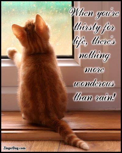 Kitten Quotes, Rain Quotes, Everyday Quotes, Fairy Art, Rainy Days, Picture Quotes, Dream Big ...