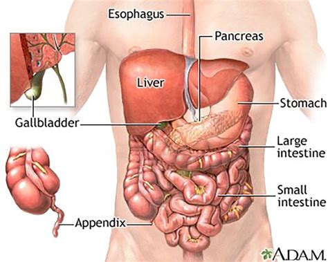 Gallbladder nutrition tips | FunctionalMedicine | Coast Clinic Hove