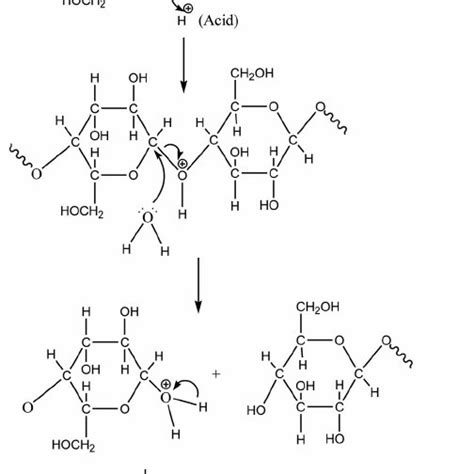 Mechanism of acid hydrolysis of cellulose. | Download Scientific Diagram