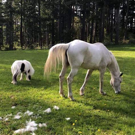 Meet Einstein, the Smallest Horse in the World | Always Pets