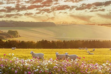 Sheep Grazing at Sunset stock image. Image of agriculture - 29297543