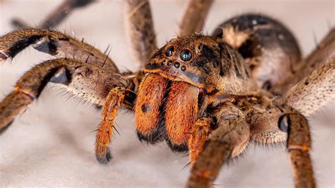 Top 15 Deadliest Spiders In The World (That Can Kill You)