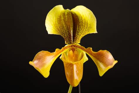 Yellow orchid on black background 1987021 Stock Photo at Vecteezy