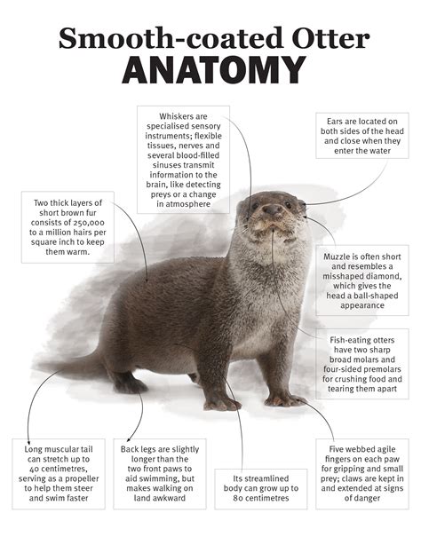 otter anatomy | Otters, Sea otter, Otter facts