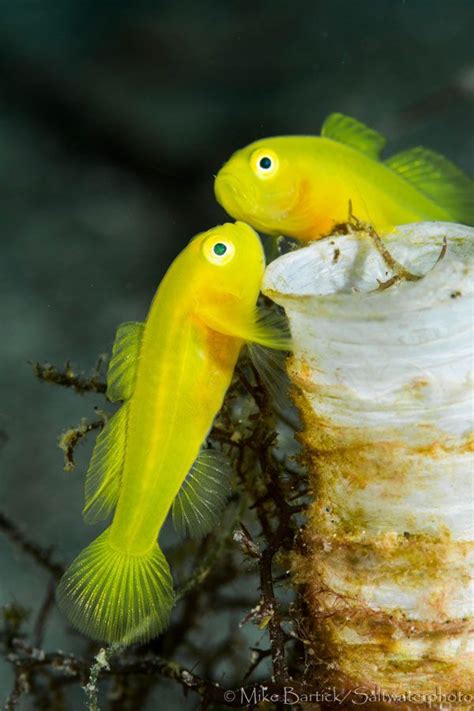 Pandaka pygmaea, the Dwarf pygmy goby, is a tropical freshwater fish of ...