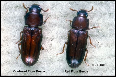 Flour Beetle Experiment Represents How Ecology is Affected By Invasive ...