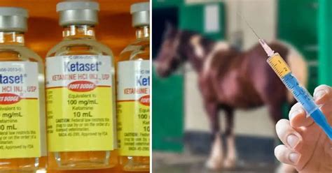 Is Ketamine Horse Tranquilizer? • Support Wild