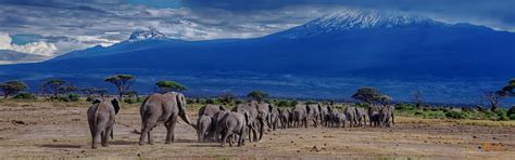 Wildlife of Mount Kilimanjaro, what animals can you see?