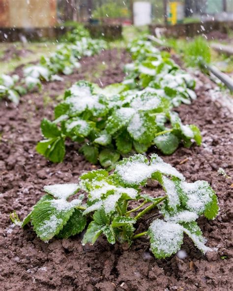 Premium Photo | Snow on strawberry plants in may natural cataclysm