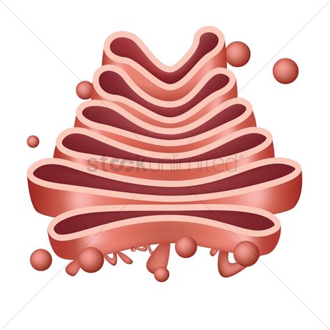 Golgi apparatus Vector Image - 1815140 | StockUnlimited