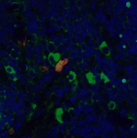 CD4 Antibody [8G1B12] - Cat. No. PM-5203 | ProSci