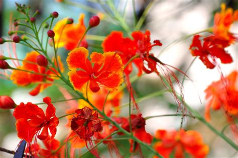 Flowers from the Philippino Fire Tree.