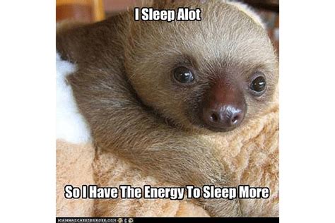 The 8 Best Sloth Memes