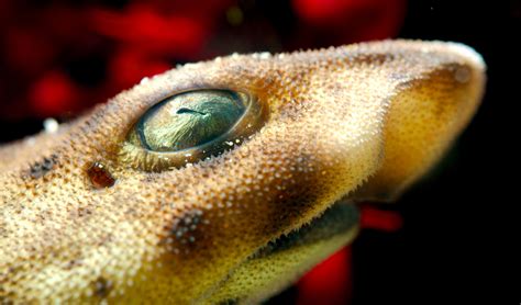 Morro Bay Wildlife Spotlight: Swell Shark