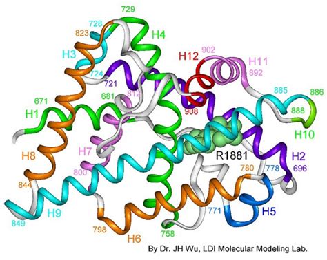 Structure matters in the androgen receptor - Mapping Ignorance