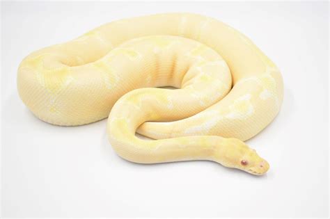 Albino Ball Python – BALL PYTHON BREEDER UK