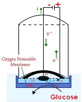 Biosensor - Principle, Components, Types & Their Applications