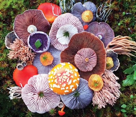 Mushrooms Star in Unexpectedly Colorful Nature Photography Series