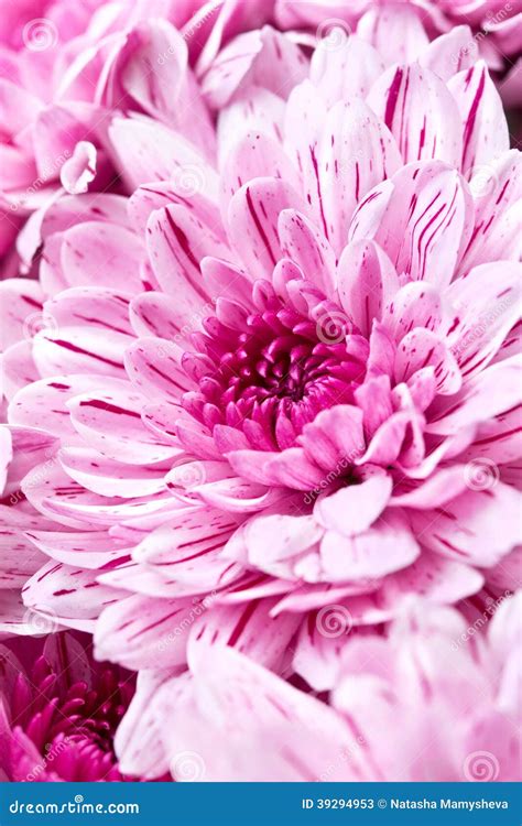 Pink chrysanthemums stock image. Image of chrysanthemum - 39294953