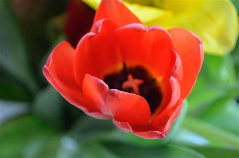 Tulip Bloom Free Stock Photo - Public Domain Pictures