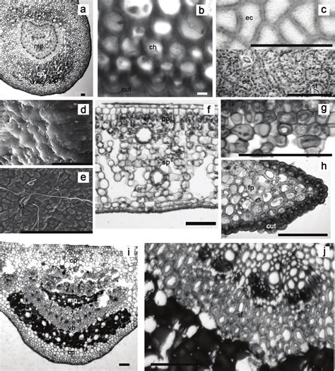 Leaf anatomy of C. criuva. a: Overview of the petiole cross-sectional;... | Download Scientific ...