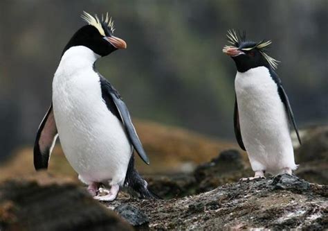 Emperor Penguin Facts For Kids | Emperor Penguin Habitat & Diet