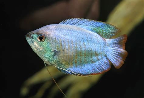 Top 7 Blue Gourami Tank Mates (With Pictures) | It's A Fish Thing