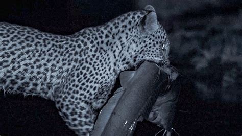 Leopard Family Hunts Catfish at Night BBC Earth